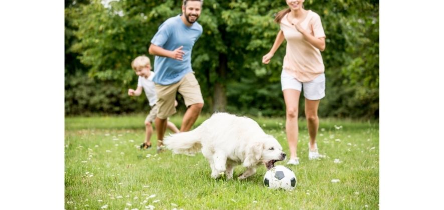 can-dogs-play-with-soccer-balls-full-answer-revealed