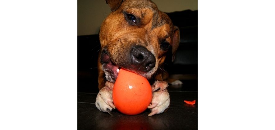 best dog proof soccer balls - safe material