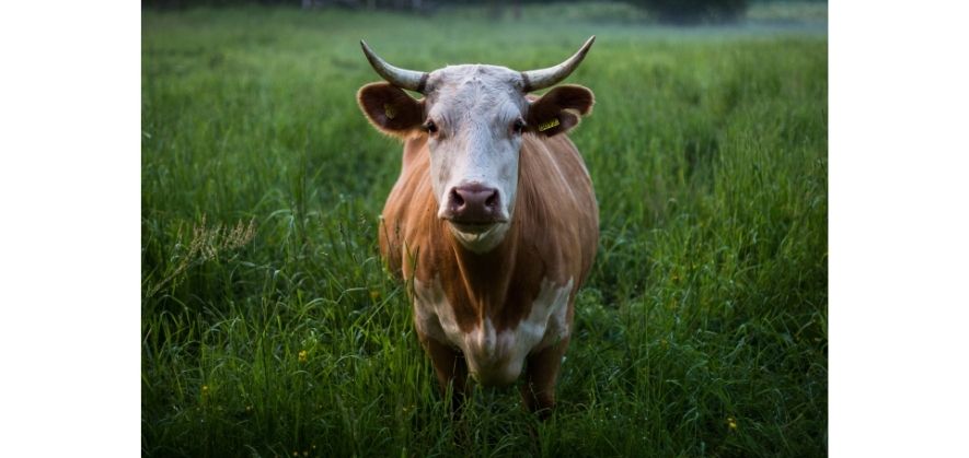 why soccer balls are not biodegradable - processed leather usage